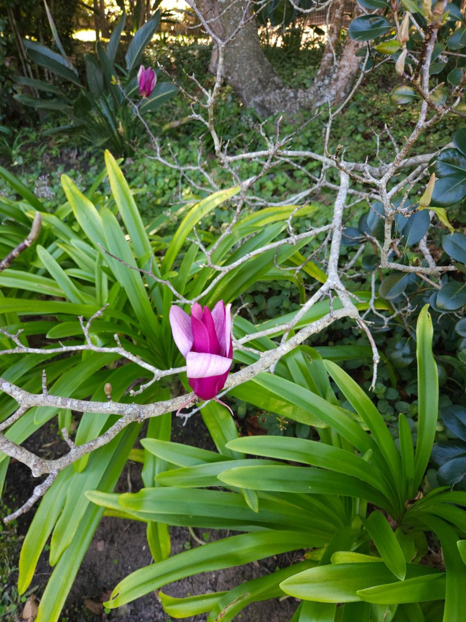 Stannards Guest Lodge 4 Star B&B, Knysna Zewnętrze zdjęcie